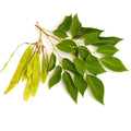 Sheesham Leaves Dry Powder, Shisham Leaf Powder